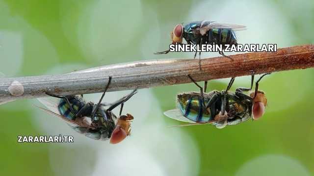 Sineklerin Zararları