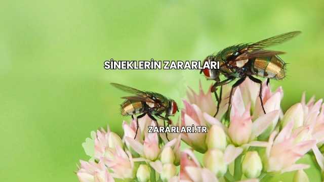 Sineklerin Zararları