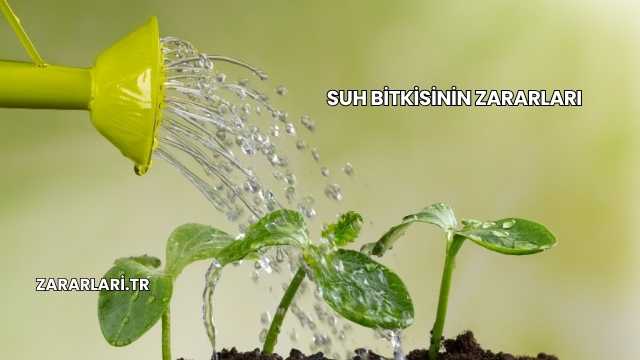 Suh Bitkisinin Zararları
