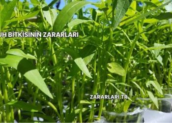 Suh Bitkisinin Zararları