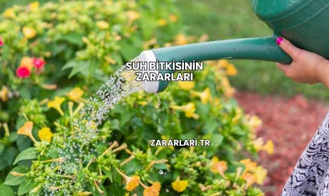 Suh Bitkisinin Zararları
