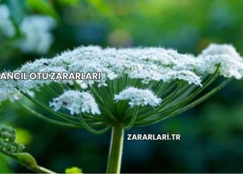 Tavşancıl Otu Zararları