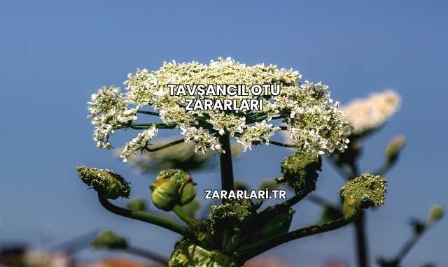 Tavşancıl Otu Zararları
