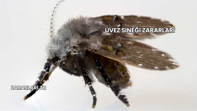 Üvez Sineği Zararları