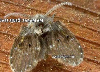 Üvez Sineği Zararları