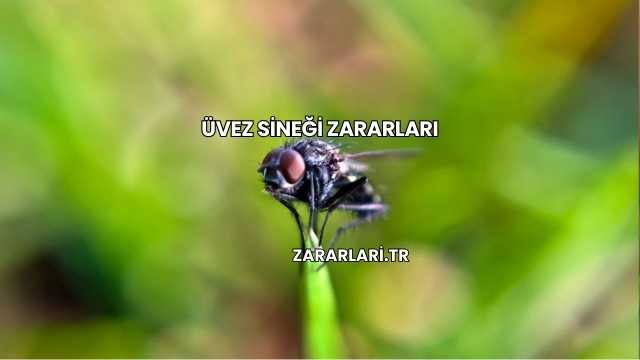 Üvez Sineği Zararları