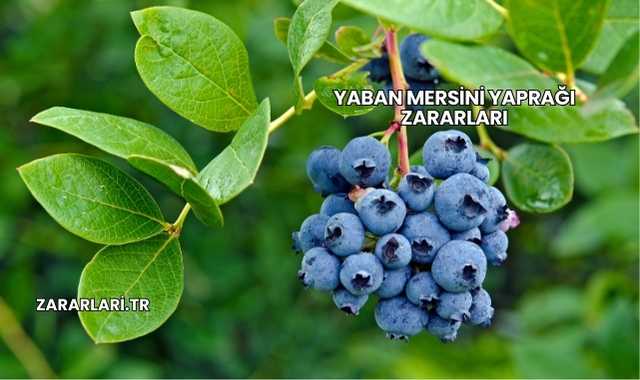 Yaban Mersini Yaprağı Zararları