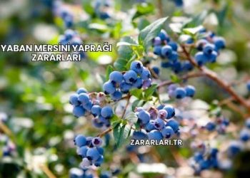 Yaban Mersini Yaprağı Zararları