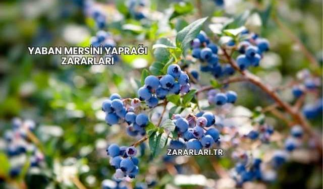 Yaban Mersini Yaprağı Zararları