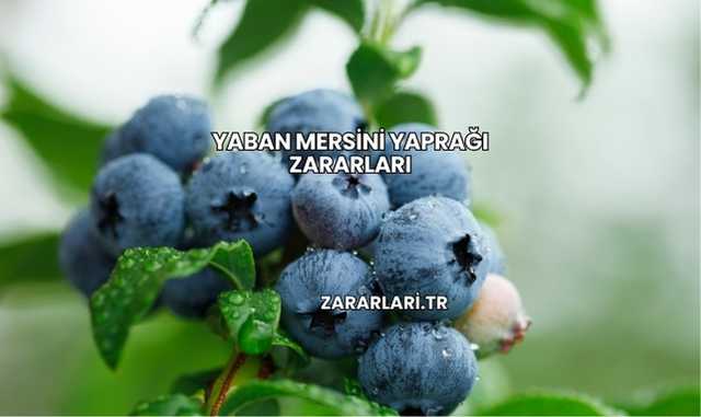 Yaban Mersini Yaprağı Zararları