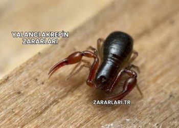Yalancı Akrepin Zararları