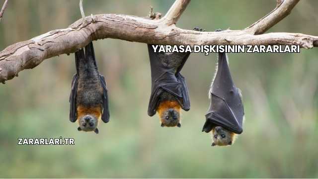 Yarasa Dışkısının Zararları