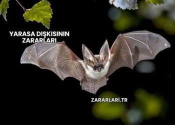 Yarasa Dışkısının Zararları