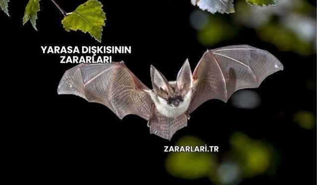 Yarasa Dışkısının Zararları