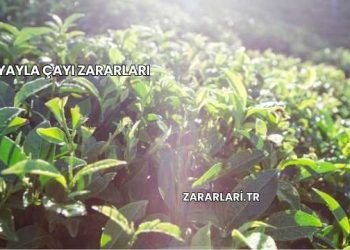 Yayla Çayı Zararları