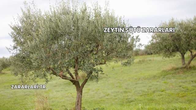 Zeytin Sütü Zararları