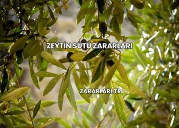 Zeytin Sütü Zararları