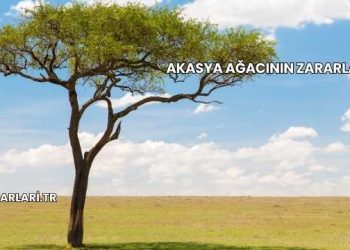 Akasya Ağacının Zararları