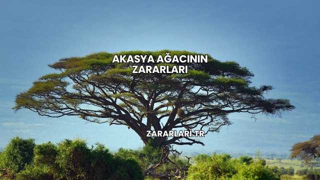 Akasya Ağacının Zararları