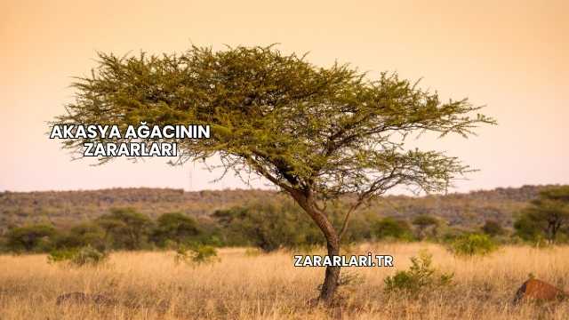 Akasya Ağacının Zararları