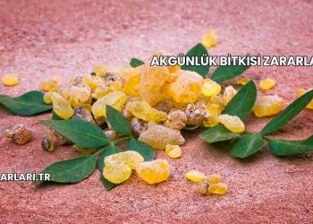 Akgünlük Bitkisi Zararları