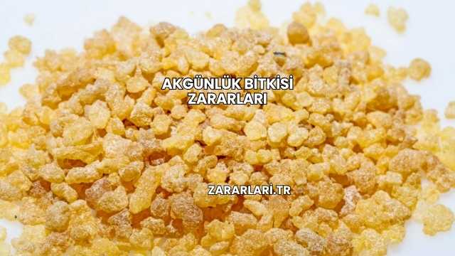 Akgünlük Bitkisi Zararları