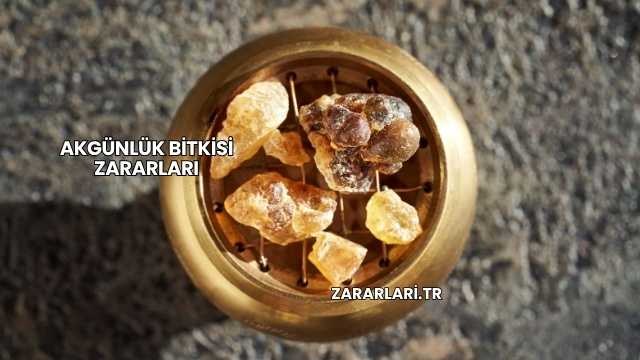 Akgünlük Bitkisi Zararları