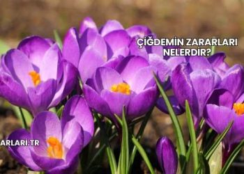 Çiğdemin Zararları Nelerdir?