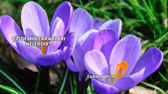 Çiğdemin Zararları Nelerdir?