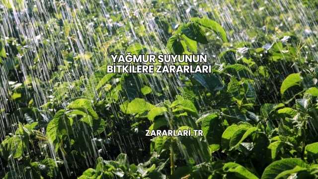 Yağmur Suyunun Bitkilere Zararları