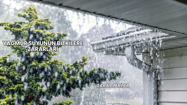 Yağmur Suyunun Bitkilere Zararları