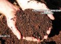 Yaş Hayvan Gübresinin Zararları
