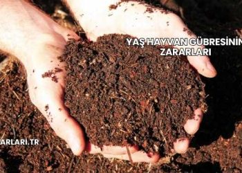 Yaş Hayvan Gübresinin Zararları