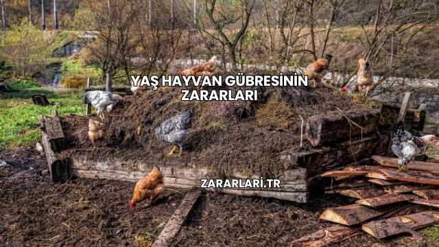 Yaş Hayvan Gübresinin Zararları
