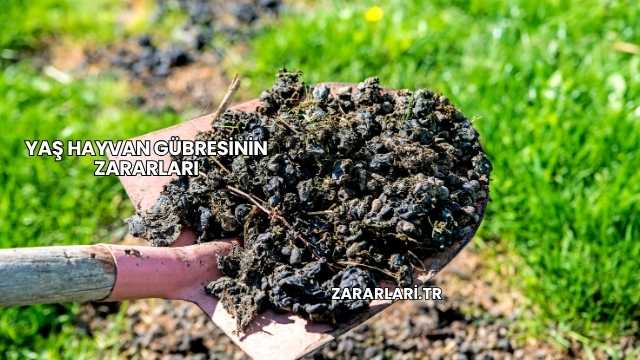 Yaş Hayvan Gübresinin Zararları