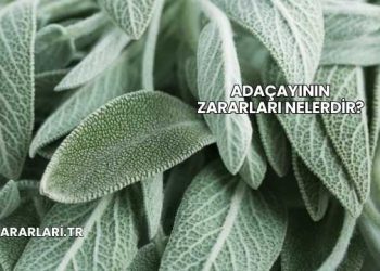 Adaçayının Zararları Nelerdir?