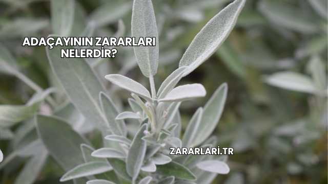 Adaçayının Zararları Nelerdir?