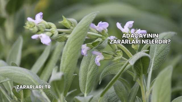 Adaçayının Zararları Nelerdir?