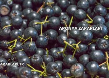 Aronya Zararları