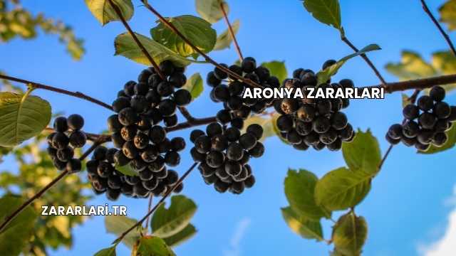 Aronya Zararları