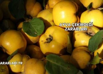 Ayva Çekirdeği Zararları