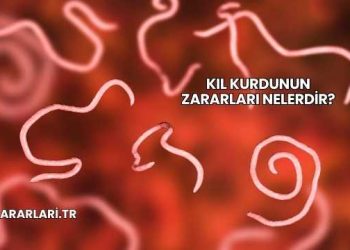 Kıl Kurdunun Zararları Nelerdir?