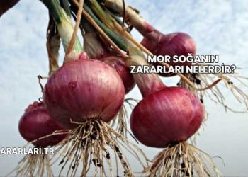 Mor Soğanın Zararları Nelerdir?
