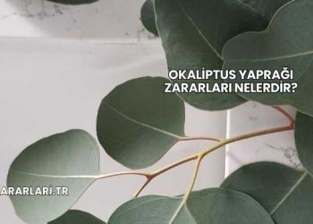 Okaliptus Yaprağı Zararları Nelerdir?