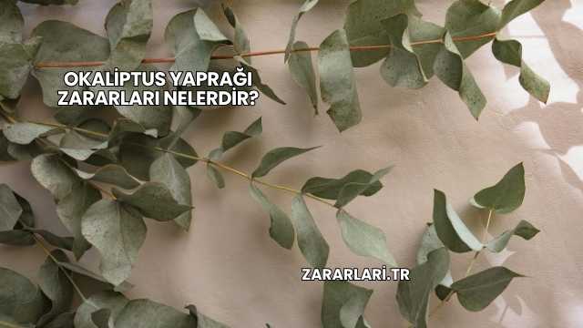 Okaliptus Yaprağı Zararları Nelerdir?