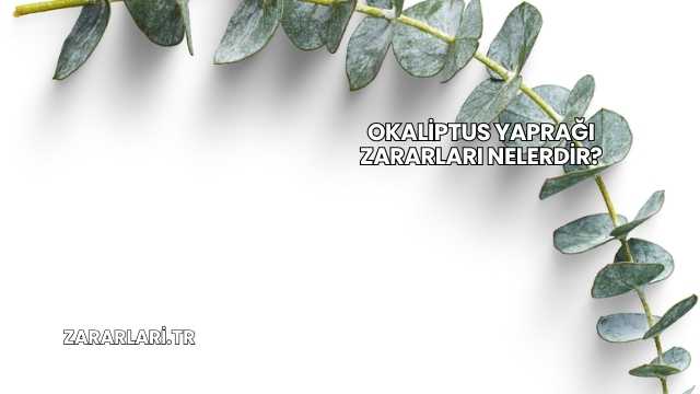 Okaliptus Yaprağı Zararları Nelerdir?