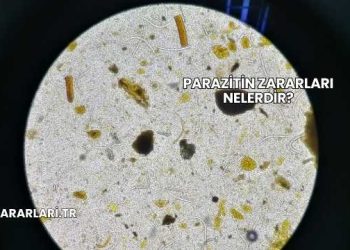 Parazitin Zararları Nelerdir?