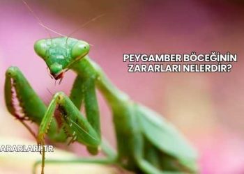 Peygamber Böceğinin Zararları Nelerdir?