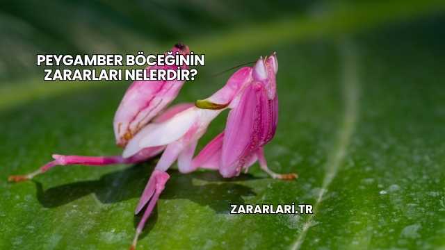Peygamber Böceğinin Zararları Nelerdir?