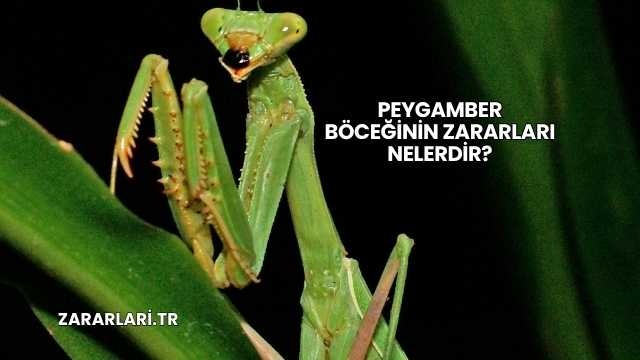 Peygamber Böceğinin Zararları Nelerdir?